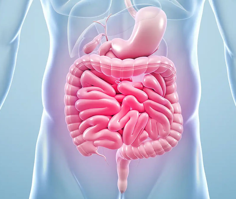 Gastroenterology Consultation